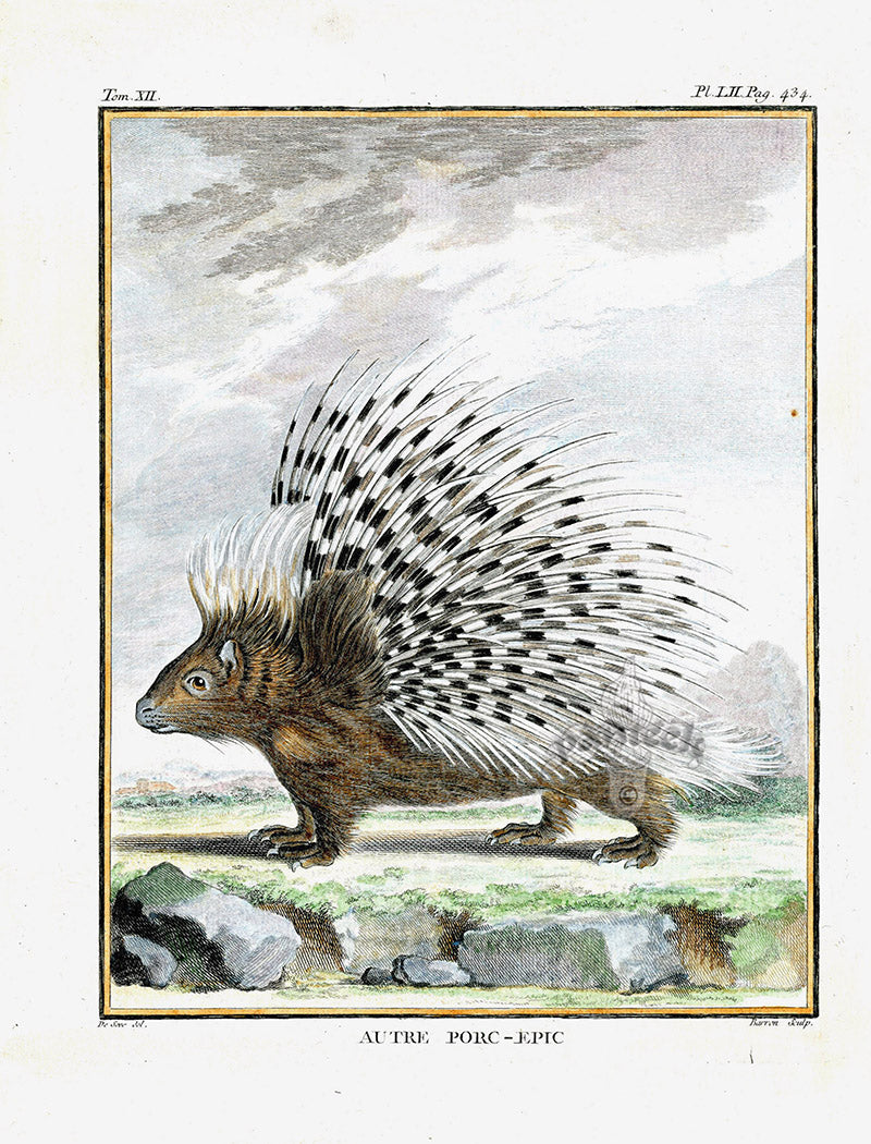 Buffon Histoire Naturelle Original Animal Prints 1766