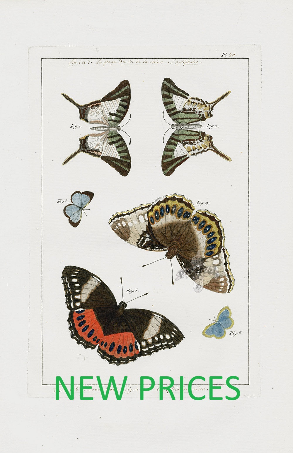 Buchoz 1782 Dons Merveilleux Folio Prints Bargain Prices