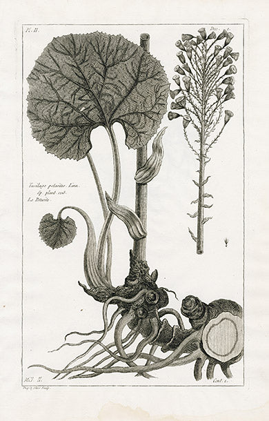 Buchoz original antique copper engraving of exotic botanical plant from Herbier Artificiel 1783