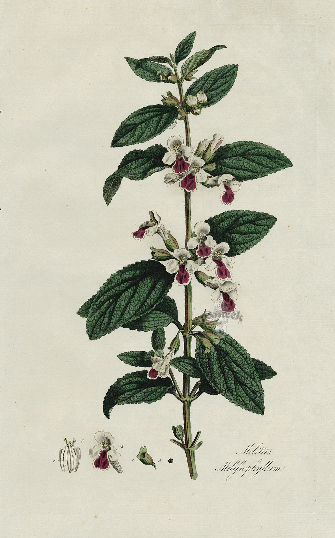 Rare hand-colored folio engraving of an English wildflower from the first edition of Curtis's Flora Londinensis, 1775, illustrated by James Sowerby or William Kilburn
