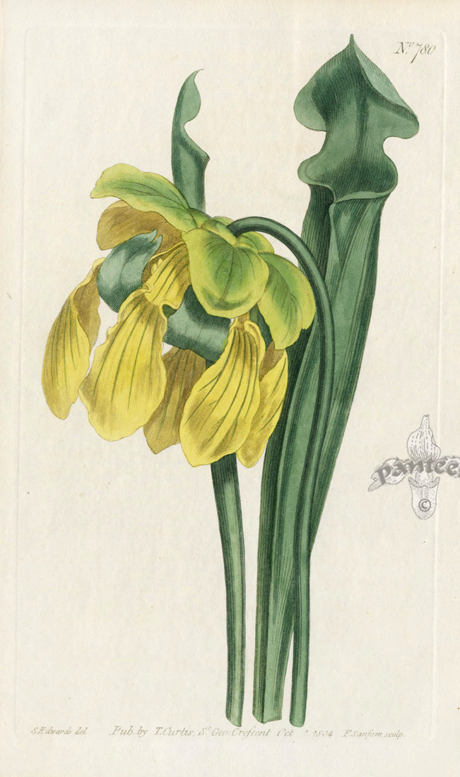 Rare antique botanical print of a carnivorous plant or medicinal herb by Walcott, Guerin, or Curtis, circa 1800