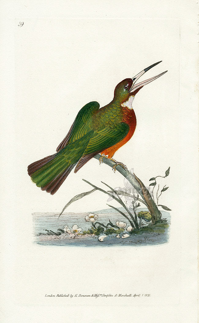 Antique hand-colored engraving of a British bird from Edward Donovan's Natural History of British Birds, 1791