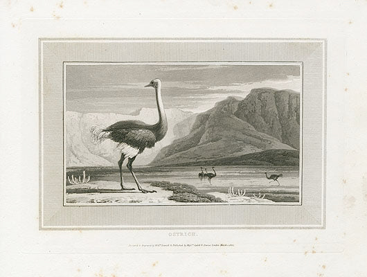 Rare 1807 aquatint bird and animal prints by William Daniell, watercolor-like subtlety, 7¼×10 in