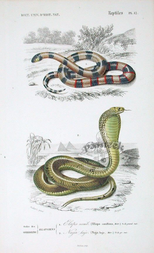 D'Orbigny Reptiles, Amphibians Dictionnaire Universel 1849