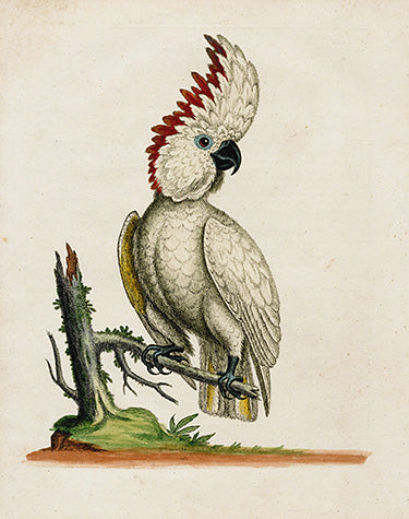 Antique hand-colored bird print from George Edwards Natural History of Uncommon Birds 1743