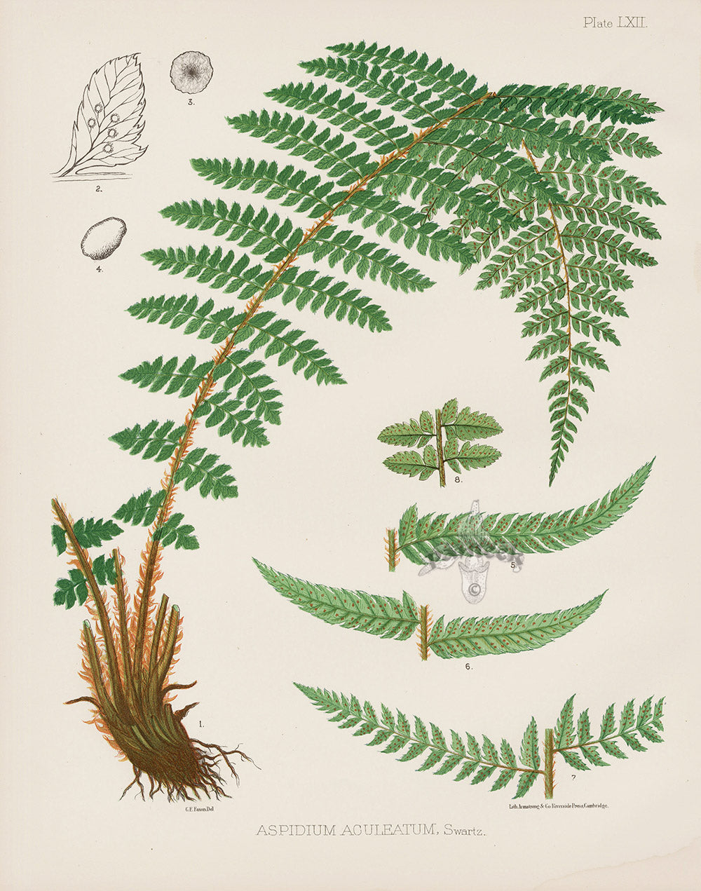 Eaton Ferns of North America 1880 Original Prints