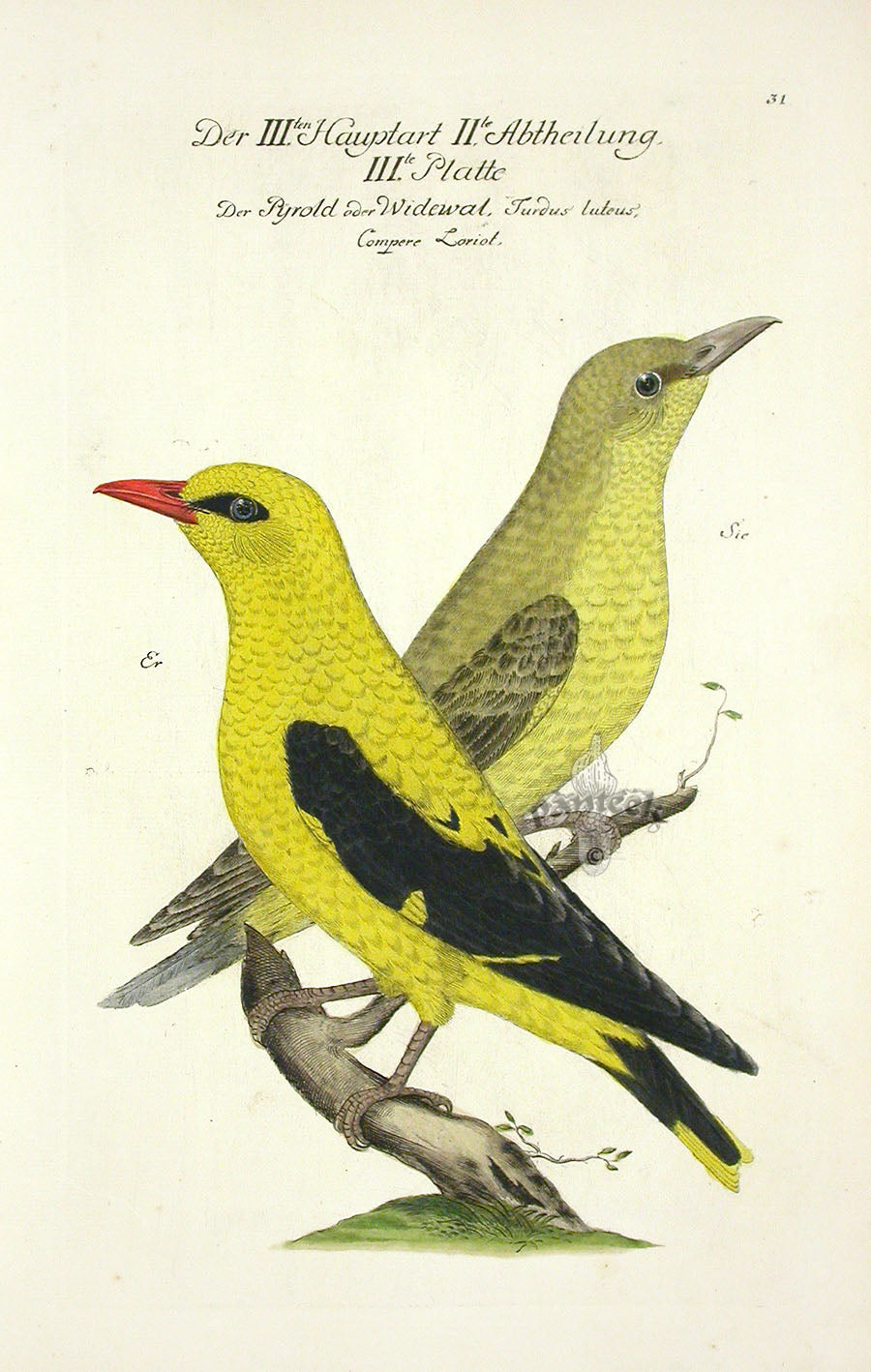 Rare original hand-colored copper engraving of a European bird from Johann Leonhard Frisch's Vorstellung der Vogel, 1733 first edition