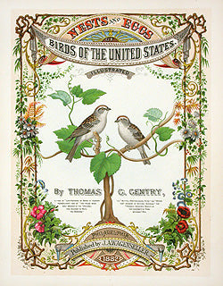 Antique chromolithograph of an American bird nest and eggs from Thomas Gentry's Nests and Eggs of Birds of the United States, Philadelphia 1882