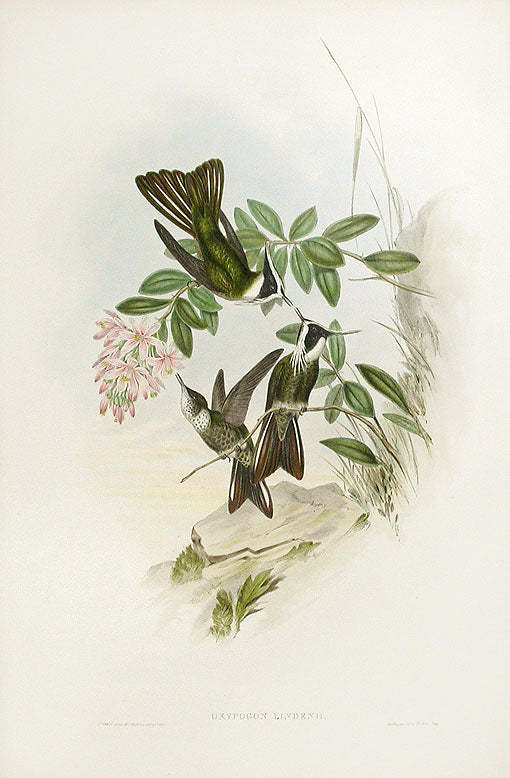 John Gould Hummingbird Prints 1861 original hand-colored lithographs