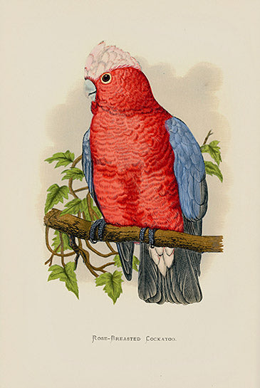 Antique hand-finished wood-engraved parrot print from Greene's Parrots in Captivity, 1884, printed by Benjamin Fawcett after drawings by A