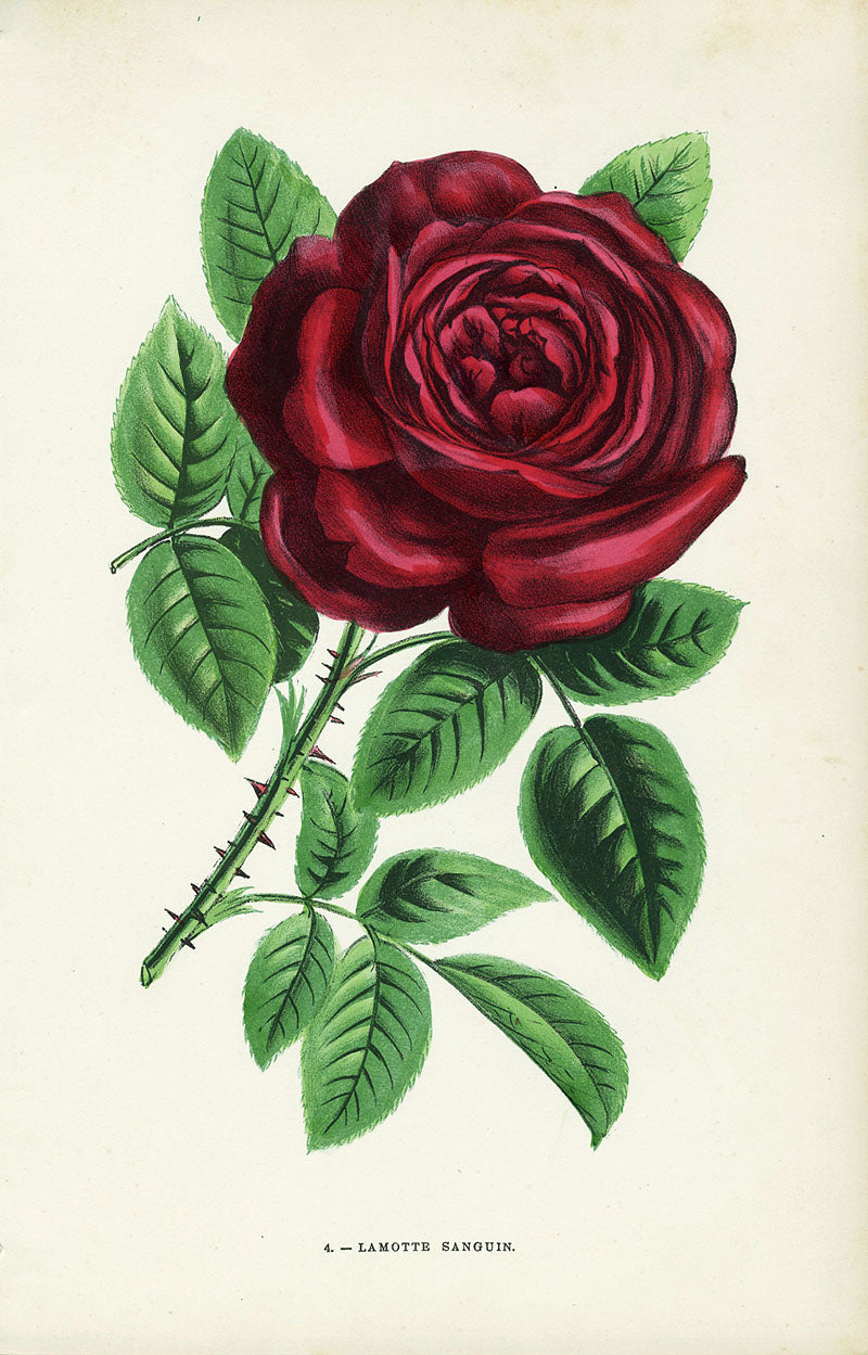 Hippolyte Jamain Les Roses French Rose Prints 1873