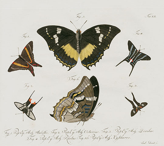 Jablonsky Antique Butterfly Engravings 1747