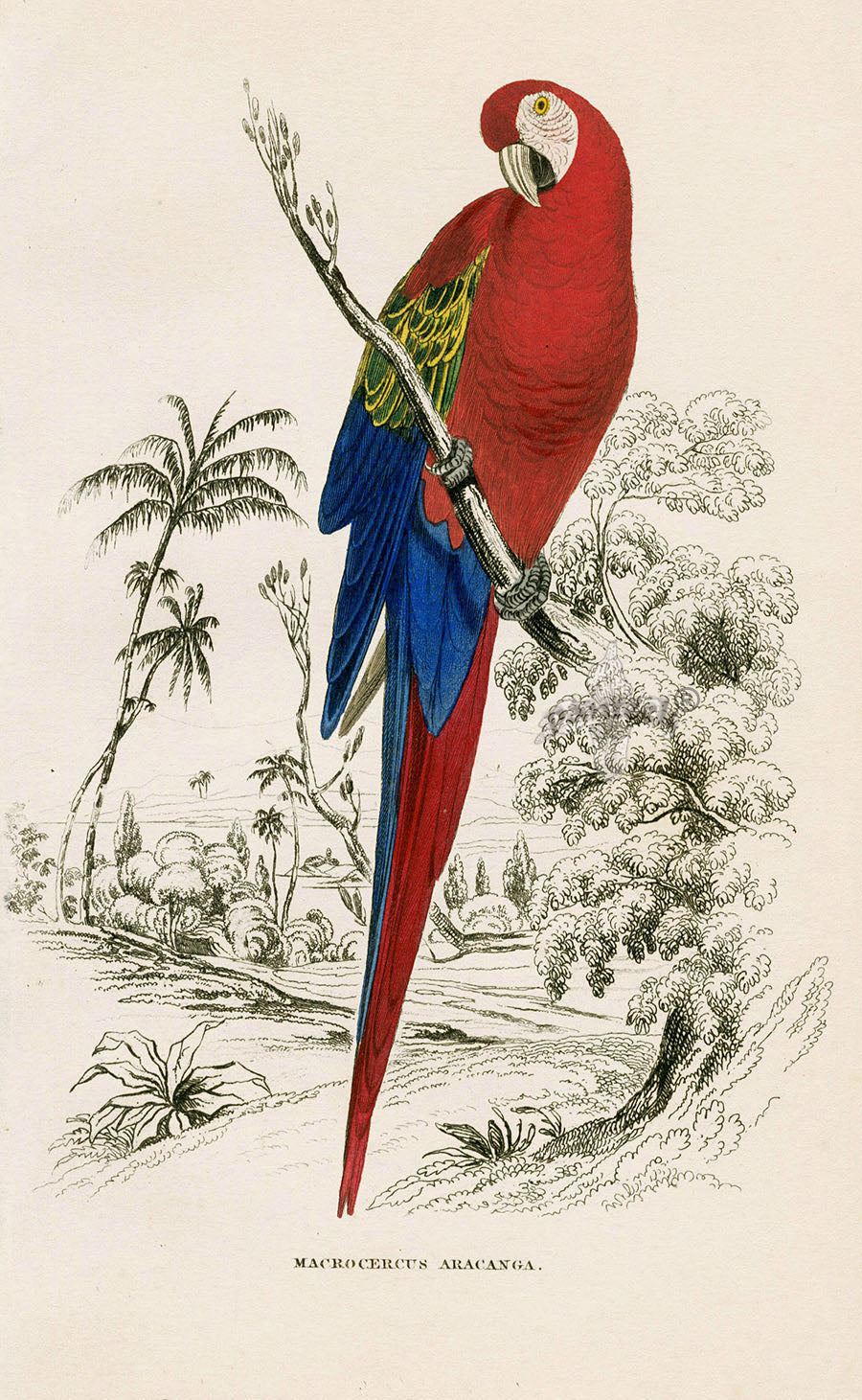 "Original hand-colored parrot print by Edward Lear from Jardine's Naturalist's Library 1836 — antique bird illustration from Panteek"