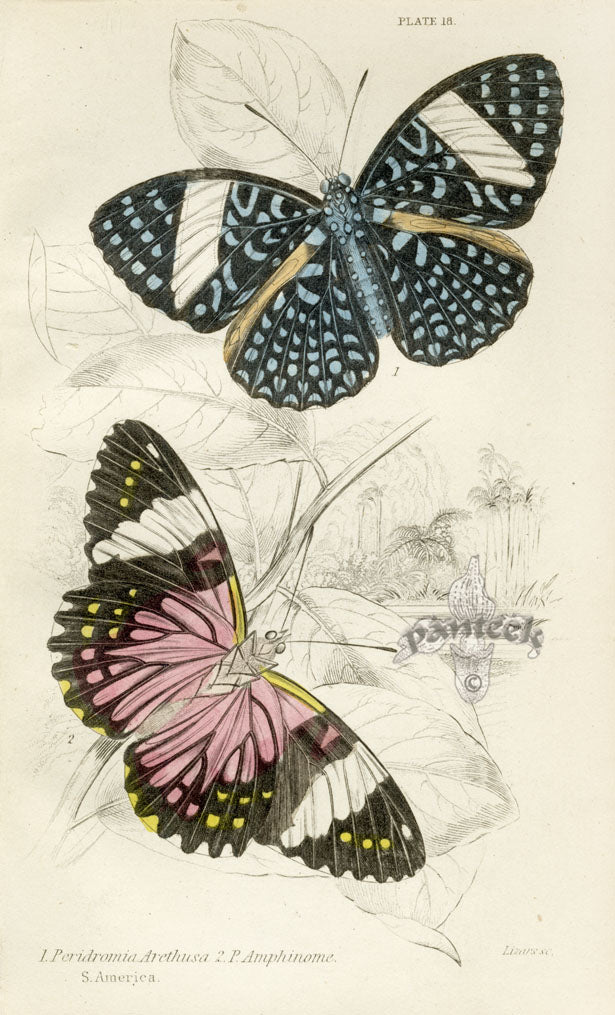 Jardine Naturalist's Library Insects Butterflies and Moths 1837 steel engravings with hand coloring