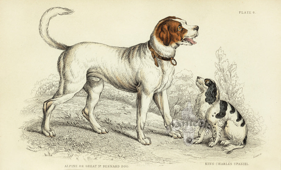 Charming prints of dogs from Jardine Naturalist Library showing many species