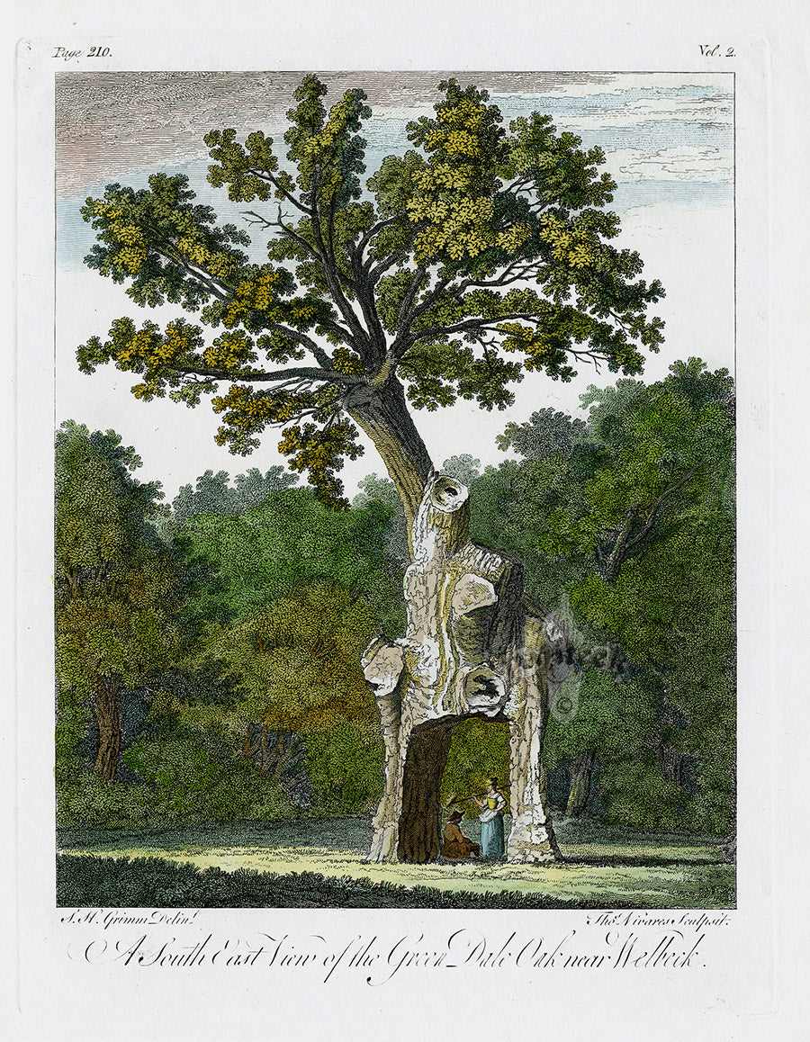 Antique forest tree prints from John Evelyn's Sylva, or a Discourse of Forest Trees, published 1786, rare English botanical engravings