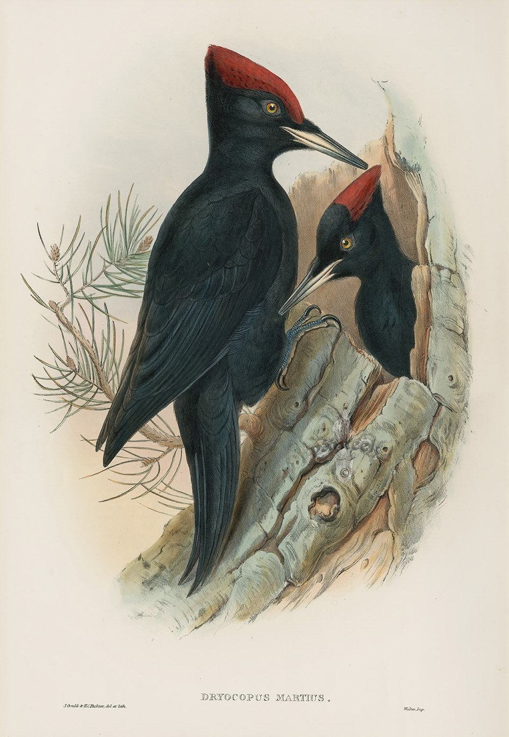 Exceptional original hand-colored lithograph of a British bird from John Gould's Birds of Great Britain, 1862–1873 first edition