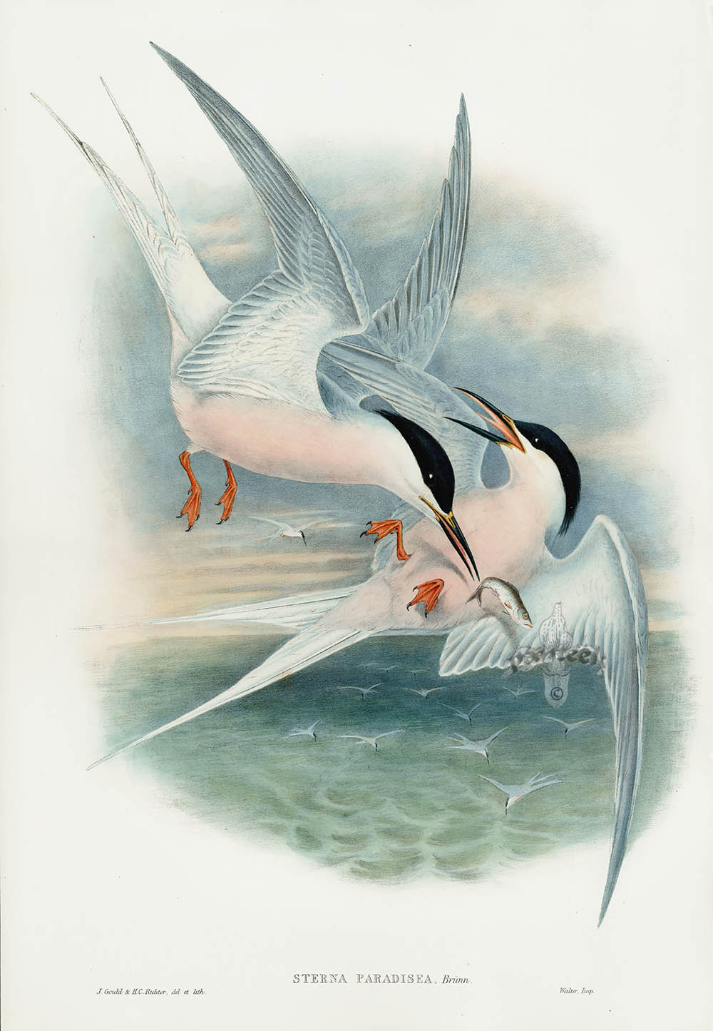 Gould 1st Edition Birds Britain Hand Color Exceptional 50% OFF