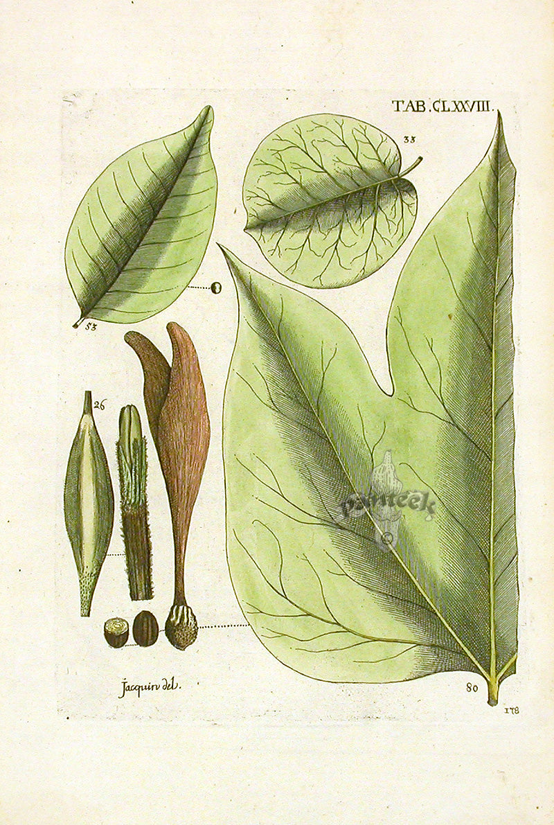 Jacquin Selectarum Americanarum Botanical Prints of Green Leaves & Some Black & White