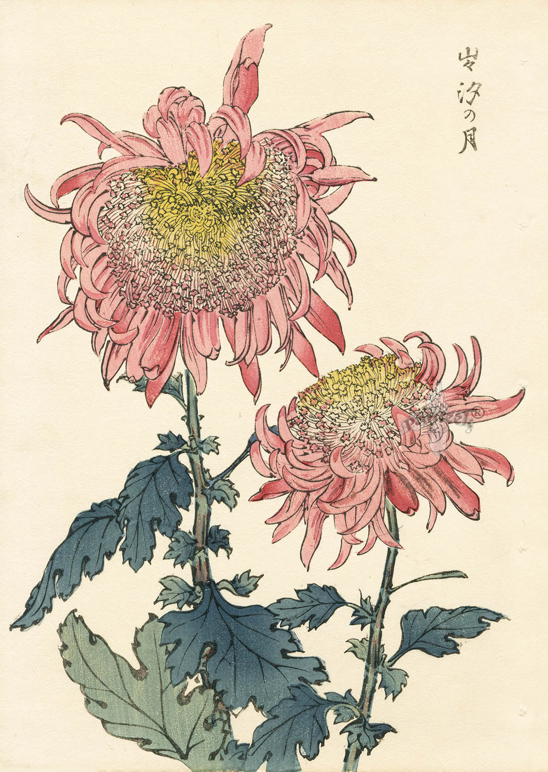 Original 1893 Japanese woodblock print by Keika Hasegawa — chrysanthemum bloom from One Hundred Chrysanthemums, from Panteek