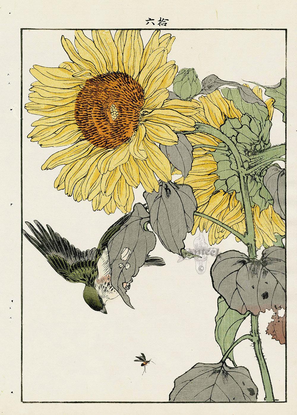 Original 1891 Japanese woodblock print by Imao Keinen — bird and flower from Keinan Kacho Gafu, rare Tanaka first edition, from Panteek