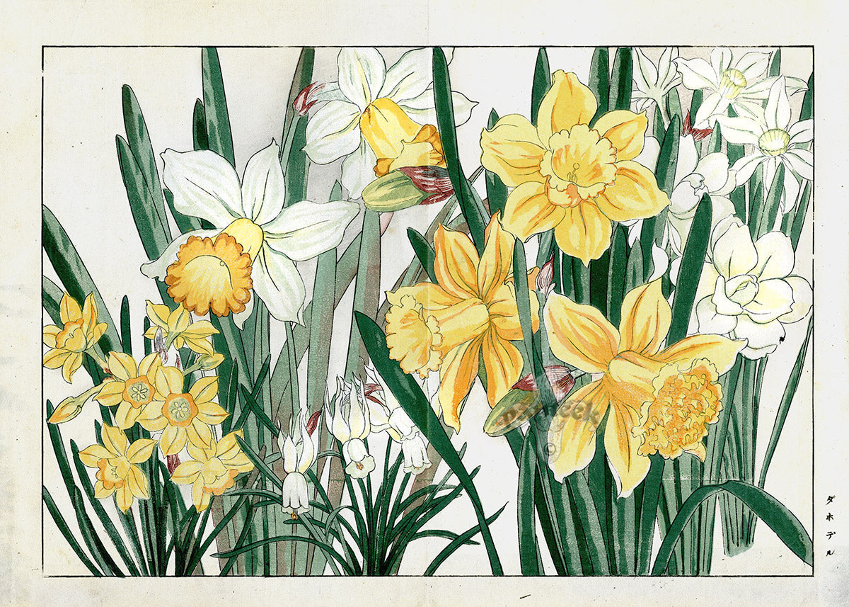 Rare 1917 woodblock botanical print by Tanigami Konan — Western flower from Seiyo Soka Zofu, from Panteek