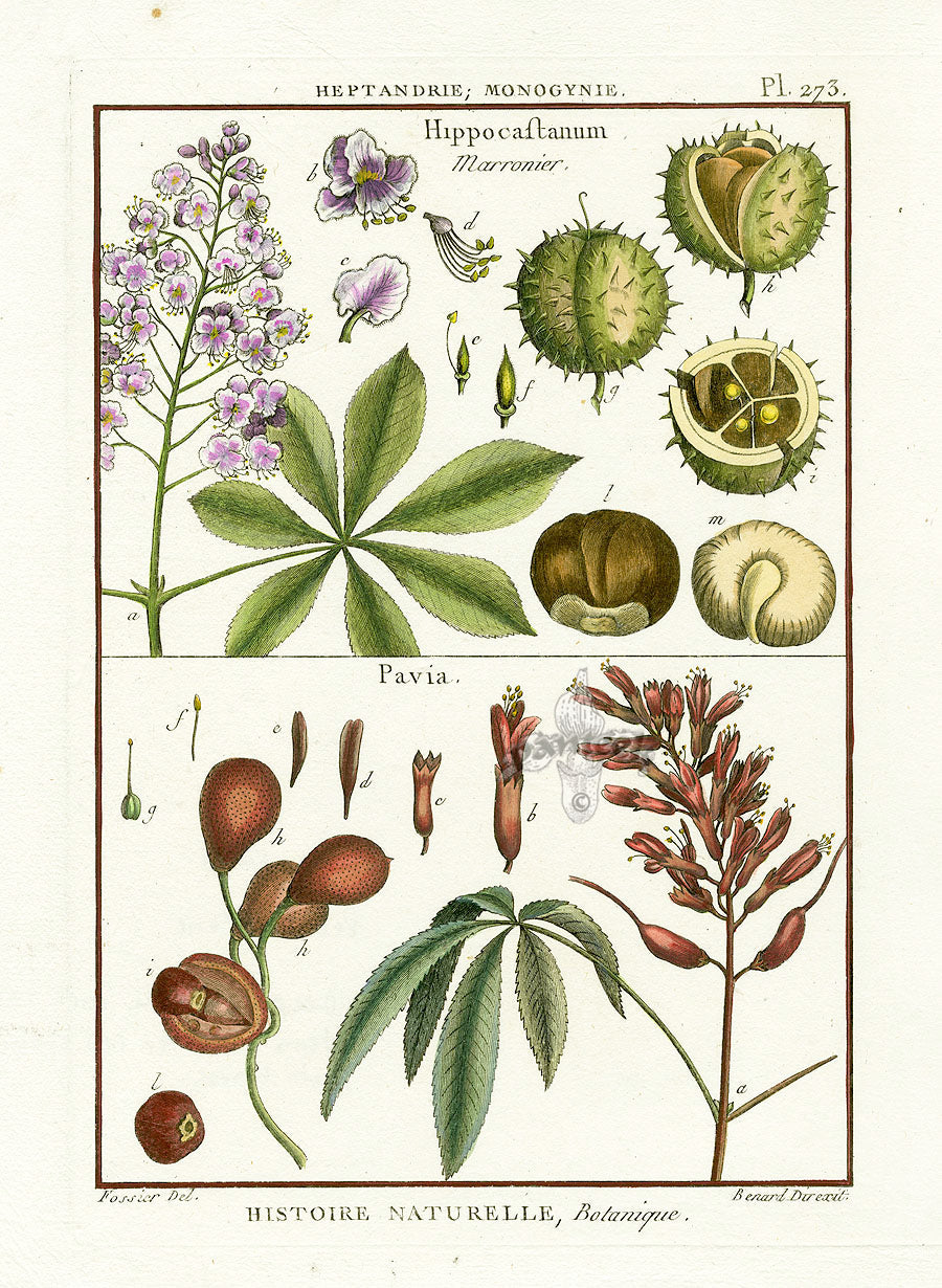 洋書・辞書・古書「ボタニカル　LAMARCK」フランス モノクロ ボタニカルアート Euphorbia 植物画 1793年 フランス