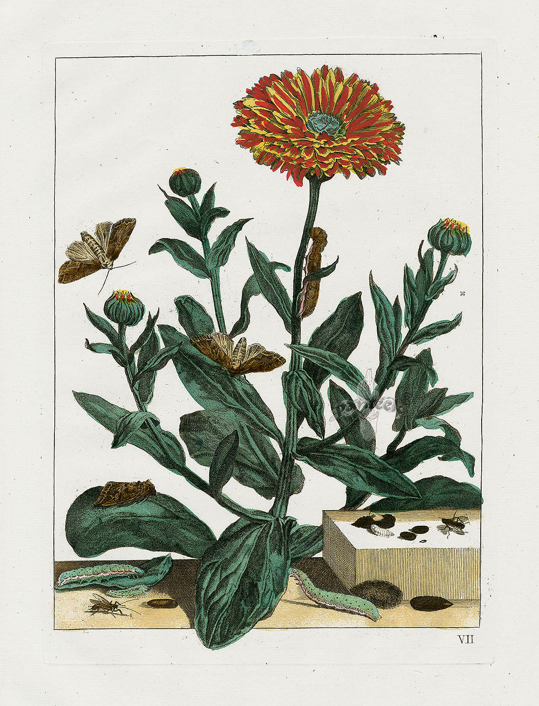 Jacob L'Admiral Butterfly & Botanical Prints 1774