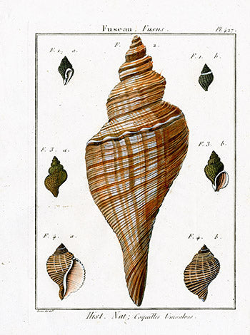 Lamarck hand colored antique shell and starfish engraving from Encyclopédie Méthodique 1791
