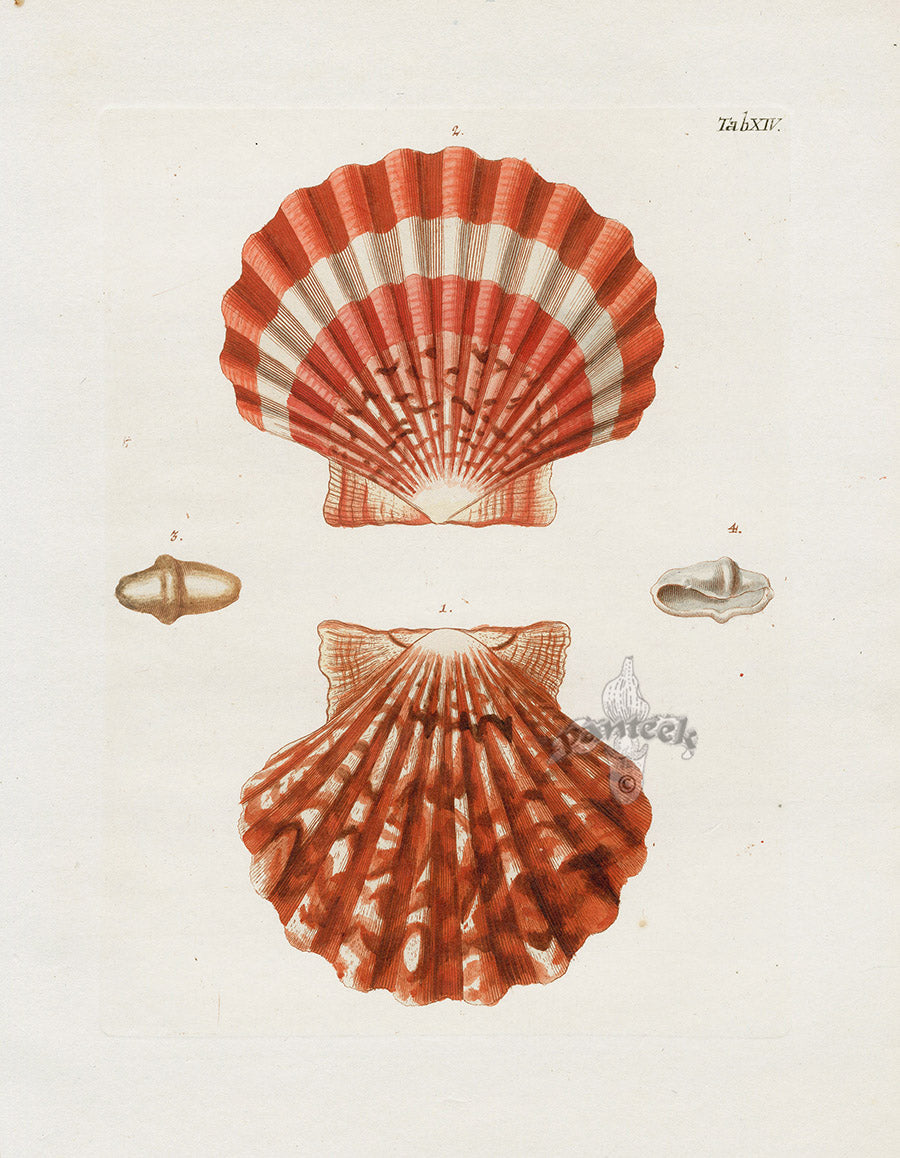 Original antique marine natural history print of Pacific fish and shells — hand-colored illustration from Panteek