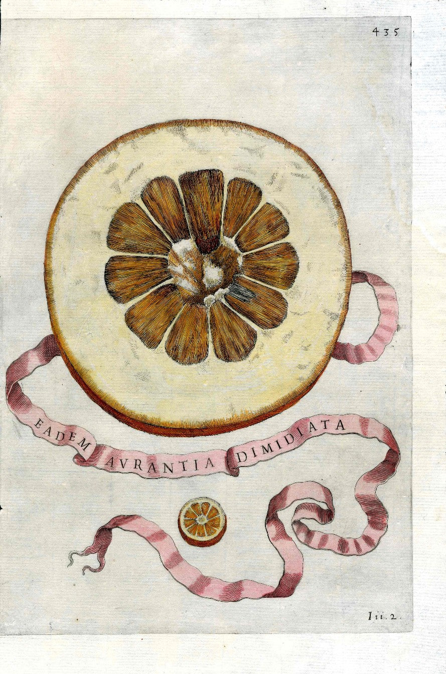 Natural history print of citrus fruit and vegetables — original hand-colored illustration by Weinmann, Ferrari & Duhamel du Monceau from Panteek
