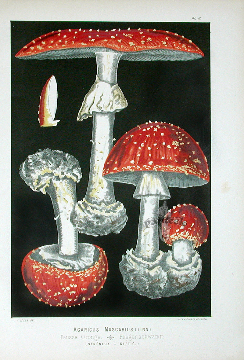 Leuba antique chromolithograph mushroom print with black background from Les Champignons Paris 1890