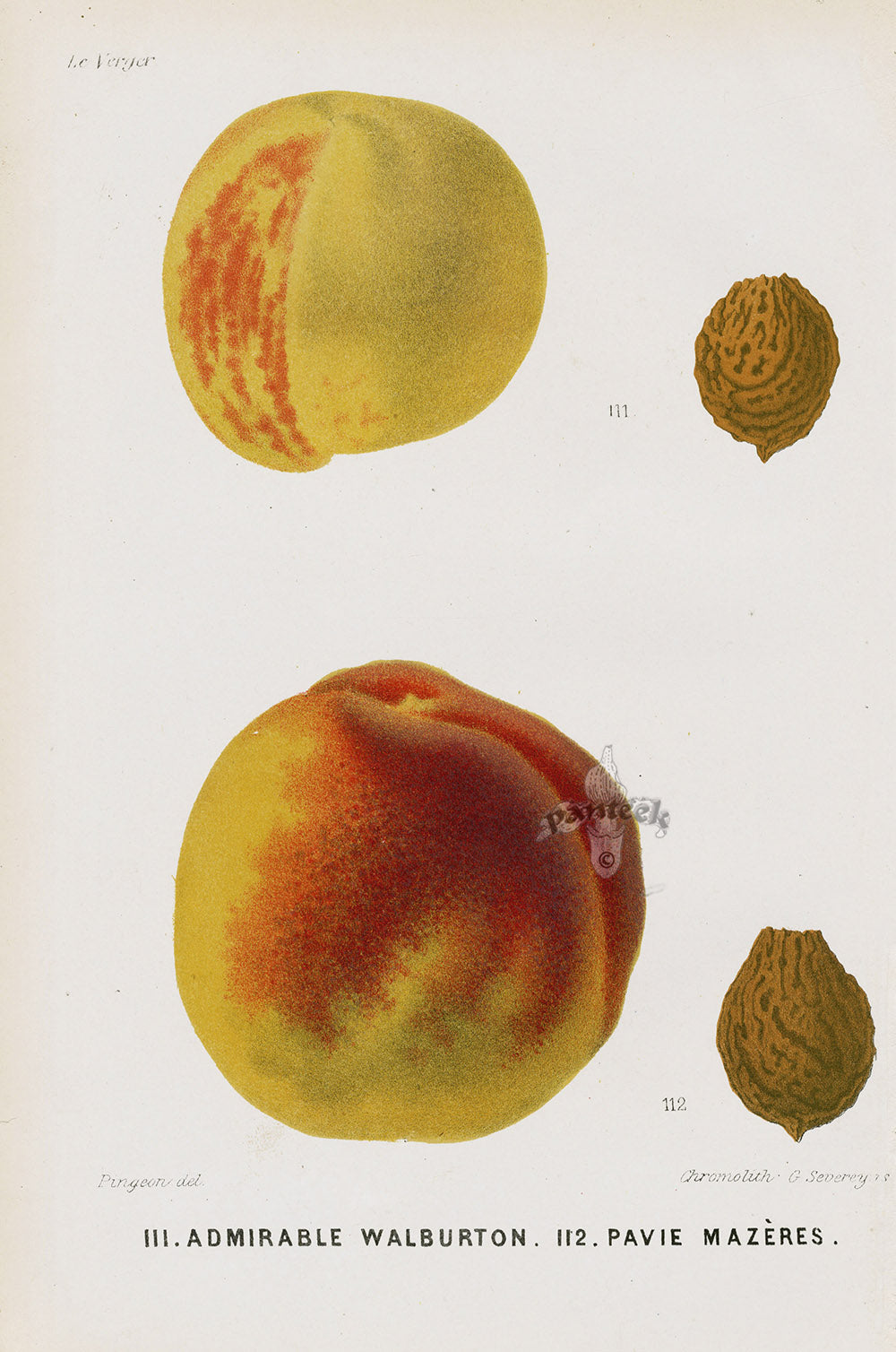 Antique hand colored fruit lithograph from Le Verger by M