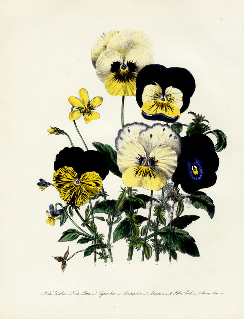 Antique hand-colored botanical lithograph by Jane Webb Loudon 1840