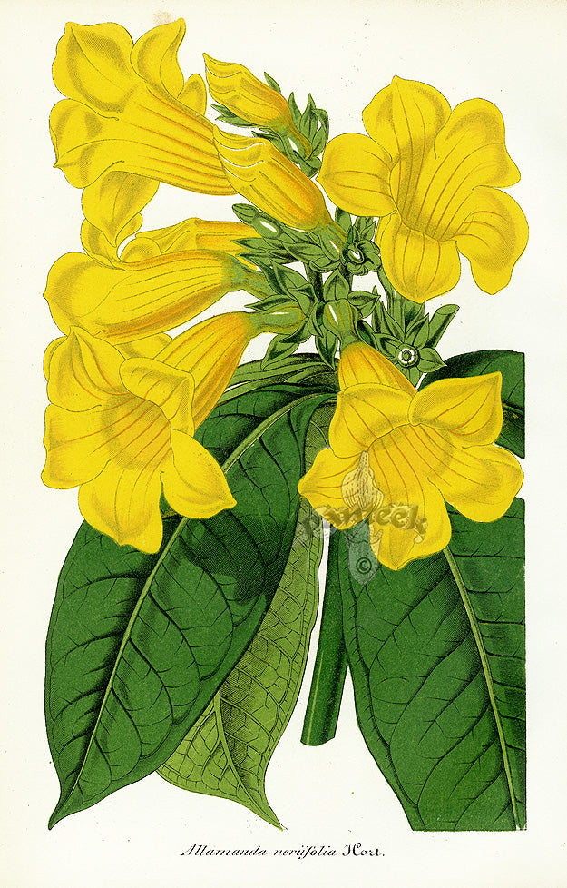 Lemaire antique chromolithograph botanical print from Illustration Horticole Ghent 1851