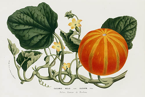 Van Houtte Fruit & Vegetable Prints Flores de Serres 1845