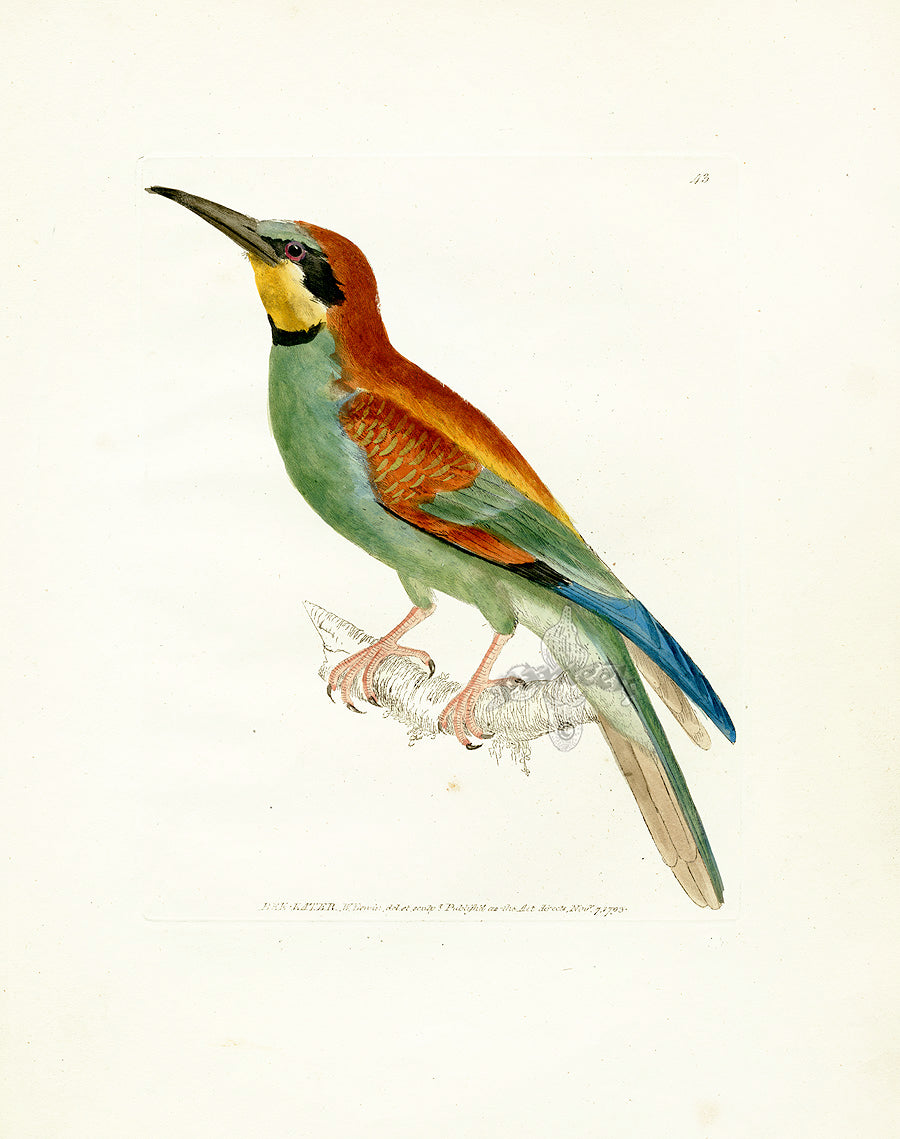 William Lewin hand colored antique bird engraving from Birds of Great Britain 1795