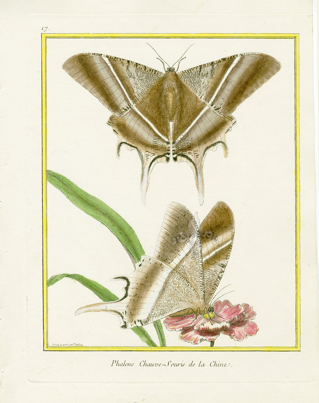 Martinet Buffon Histoire Naturelle Antique Insect Engravings 1770