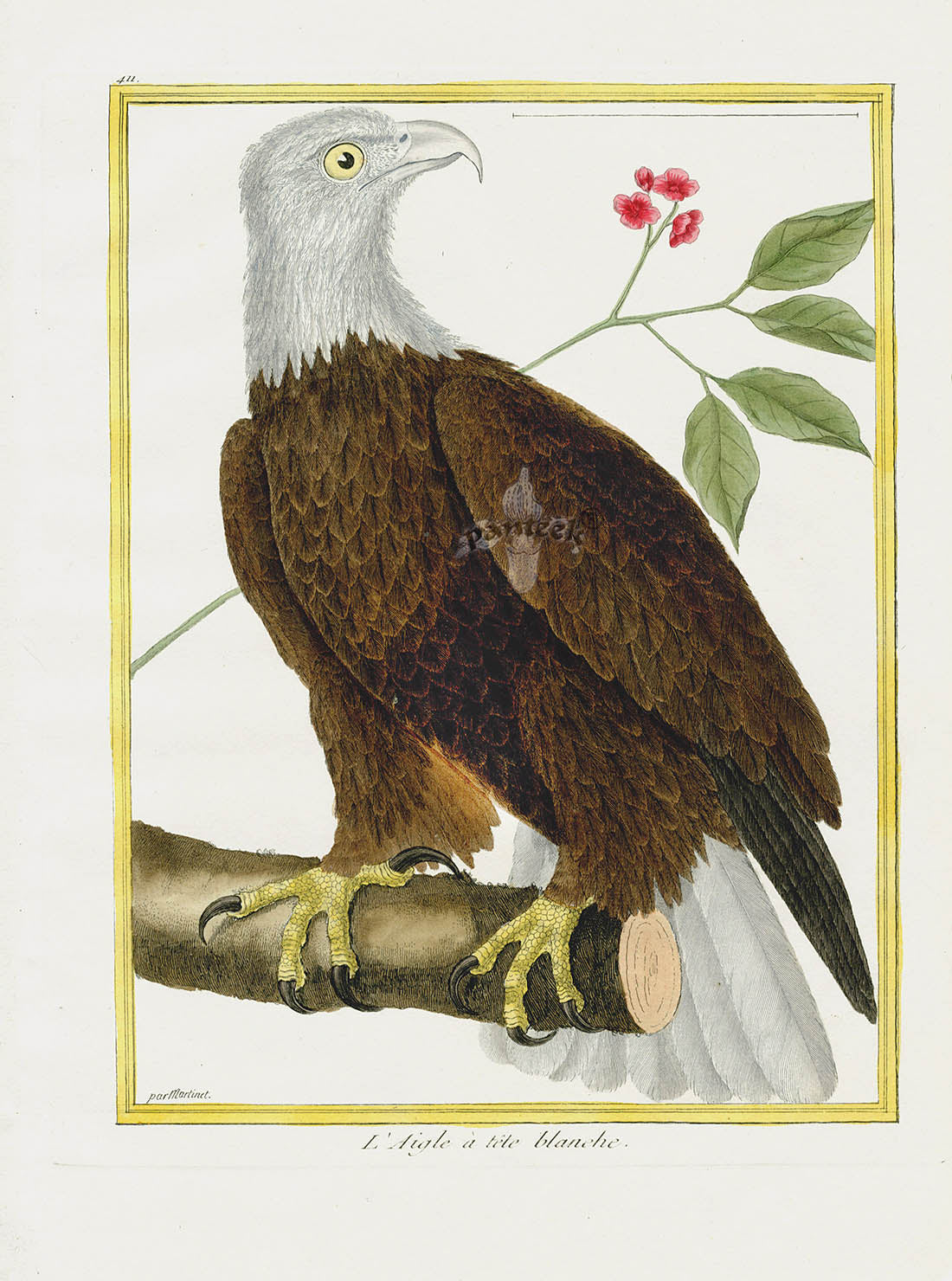 Very Rare Hand Colored Martinet Natural History Birds Antique Prints 1770