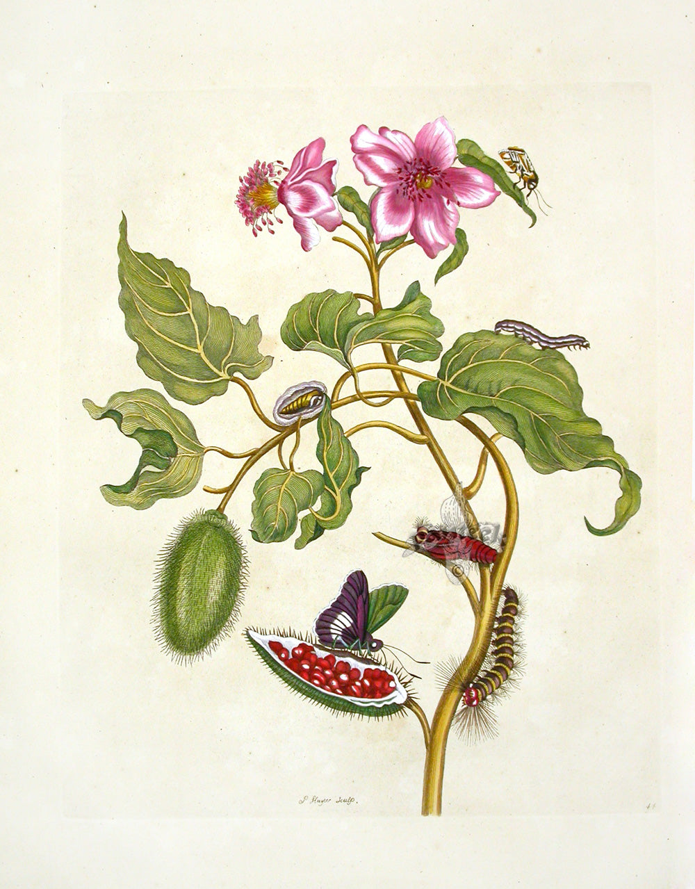 Maria Sibylla Merian hand colored antique butterfly and insect engraving from Metamorphosis Insectorum Surinamensium 1705