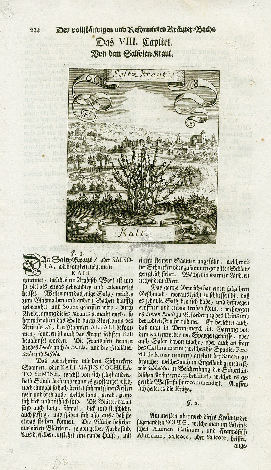 Rare 1719 botanical herbal copper engravings by Matthaus Merian for Valentini, miniature plant and landscape prints on chain-lined paper