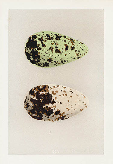 Morris hand colored antique bird egg print from Natural History of the Nests and Eggs of British Birds 1892