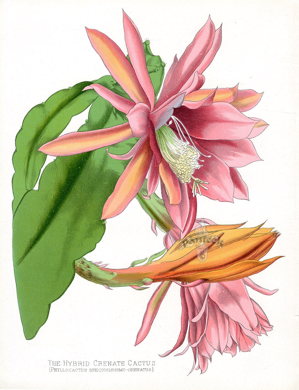 Antique chromolithograph botanical print from Paxton's Flower Garden, c