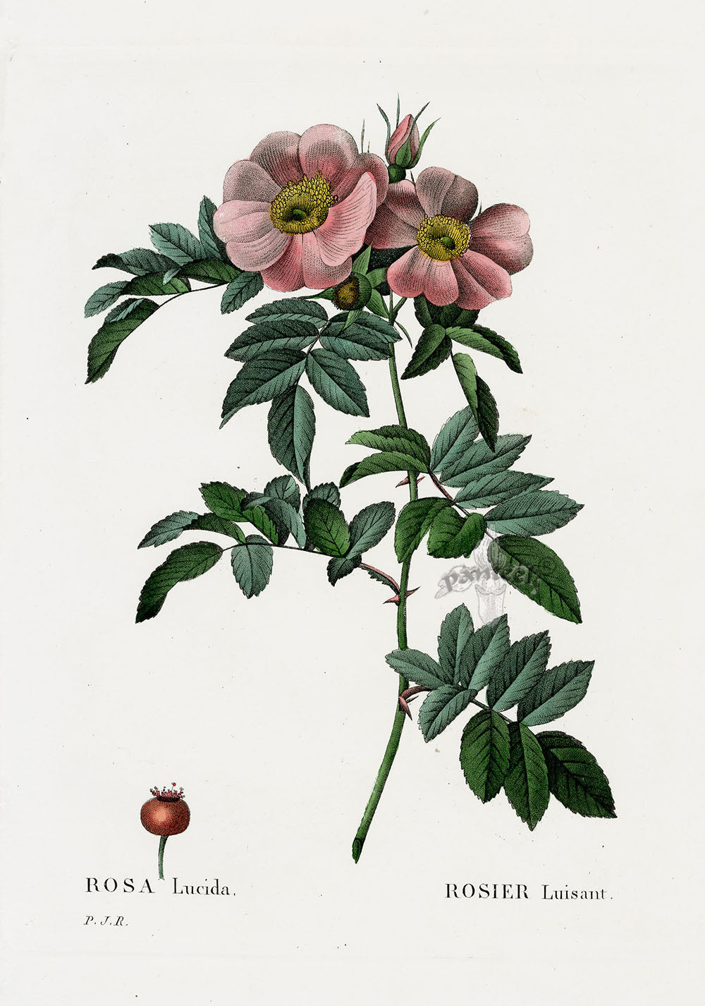 Antique hand-colored stipple engraving of a rose from Pierre Joseph Redouté's Les Roses, Paris 1828
