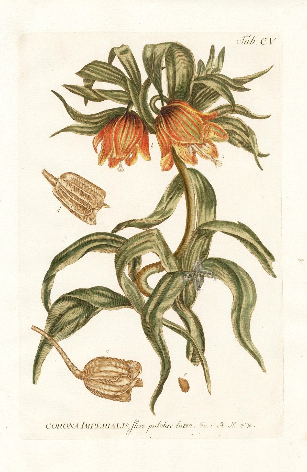 Antique flower print from Philip Miller's Gardeners Dictionary, 1768, on Dutch watermarked paper