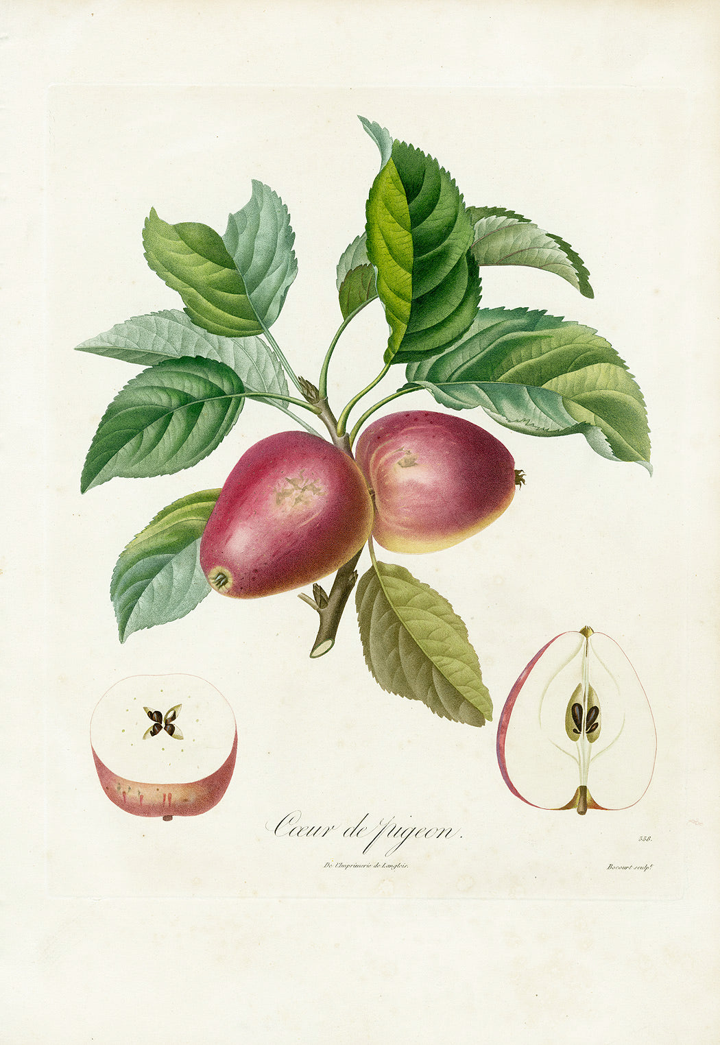 Antique stipple engravings from Poiteau's Pomologie Française, 1846, hand-finished fruit prints on creamy paper