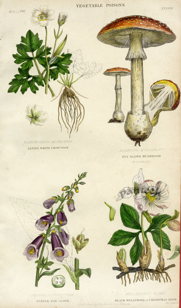 Antique hand-colored botanical engravings from Rhind's History of the Vegetable Kingdom, c
