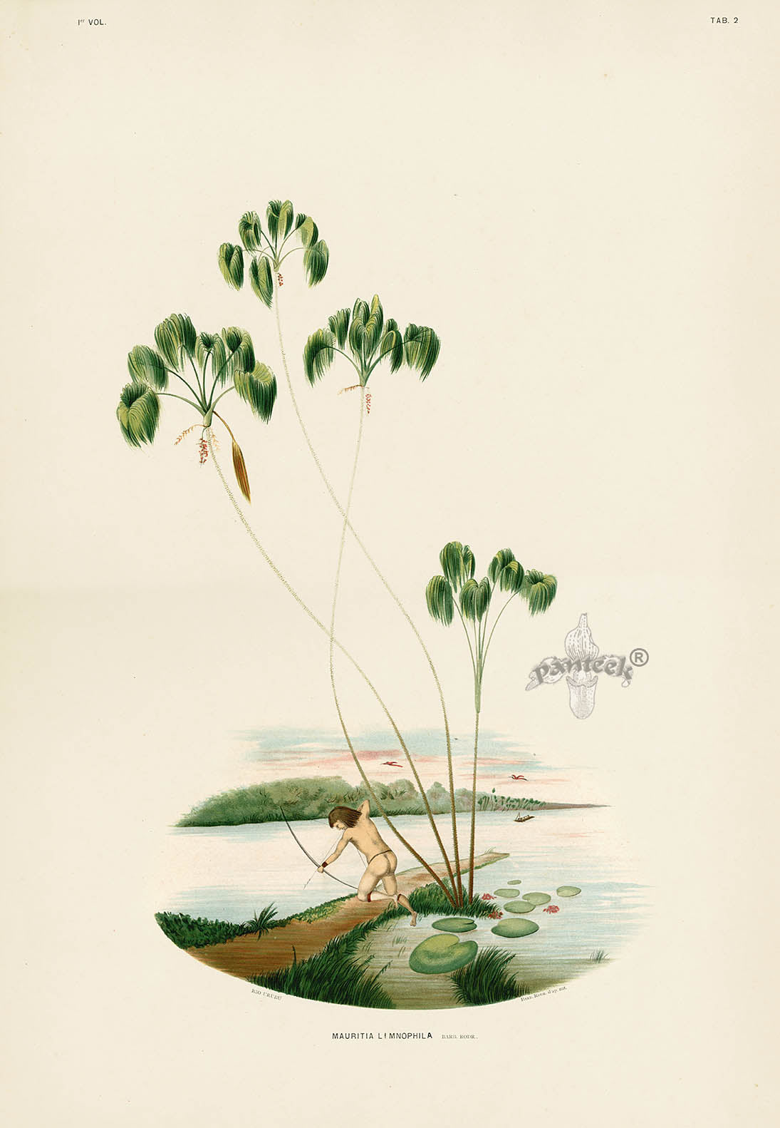 Antique chromolithographs of Brazilian palm trees from Rodrigues' Sertum Palmarum Brasiliensium, 1903, printed in Belgium