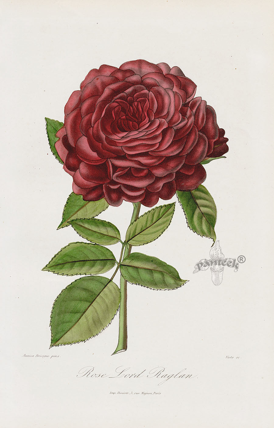 Antique hand-colored rose prints from Roses et Rosiers by Donnaud, Paris 1874, illustrated by French botanical artists including Maubert and Bricogne