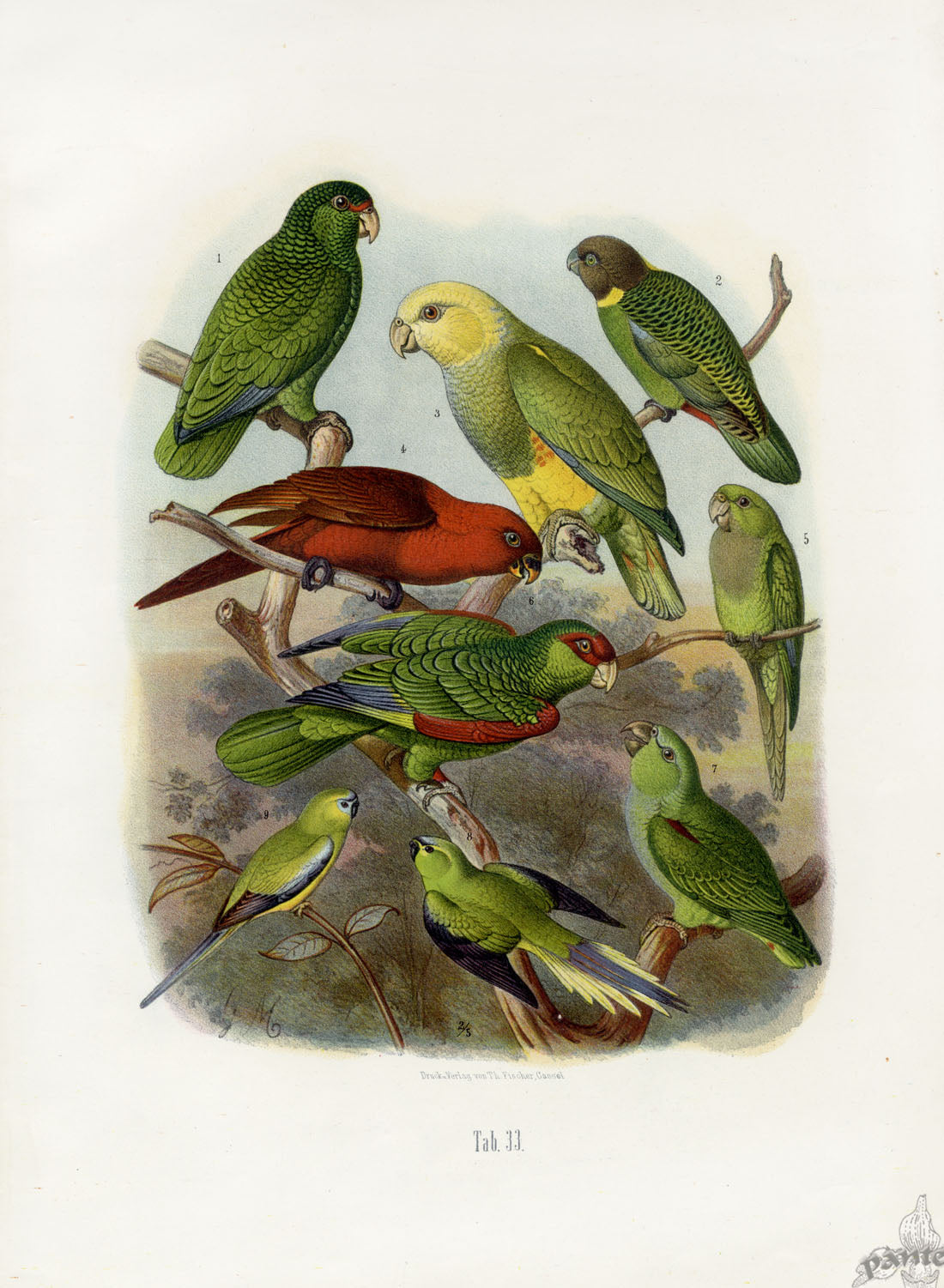 Antique chromolithographs of parrots from Reichenow's 1878 ornithological work, drawn by Gustav Mützel, vivid original prints free of foxing